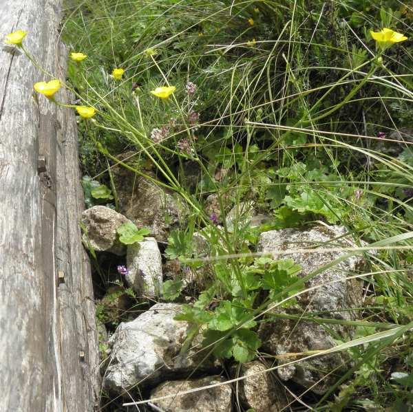 Ranunculus (Sicilia) : Ranunculus velutinus Ten.